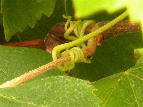 Grape Tendrils Photograph by Jan Freeman - Fine Art America