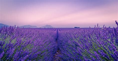 Cómo reproducir fácilmente las plantas de lavanda