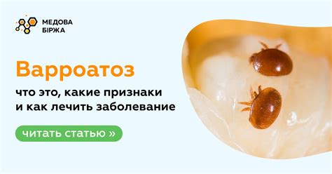 Что такое варроатоз — признаки и способы лечения