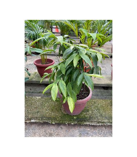 Buy Assorted Tall Indoor Potted Plants 05m To 10m Height Guan Lee