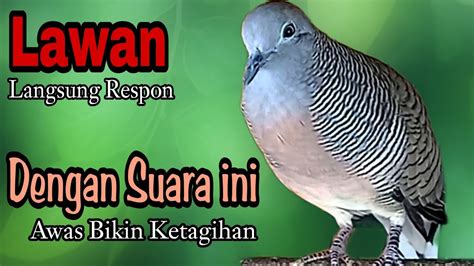 Pancingan Perkutut Suara Pancingan Terbaik Cepat Di Respon Lawa Auto