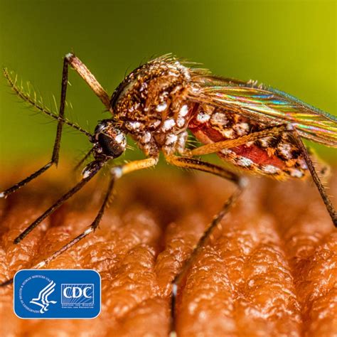 Medlineplus Espa Ol On Twitter Rt Cdcespanol El Dengue Se