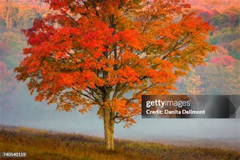 Canaan Valley Resort State Park Photos and Premium High Res Pictures ...