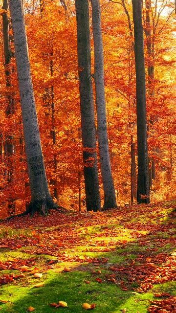 Pin By Debbie Hoover Shaw On FALL PICTURES Autumn Landscape Autumn