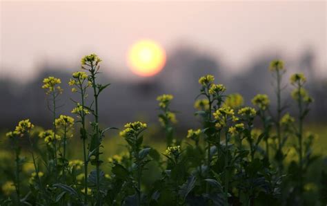 Premium Photo | Sunset behind a mustard field in bangladesh