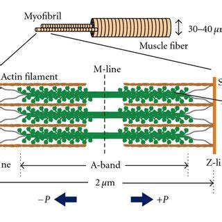 SHG images of muscle fiber (a) and myofibril (b). | Download Scientific ... 