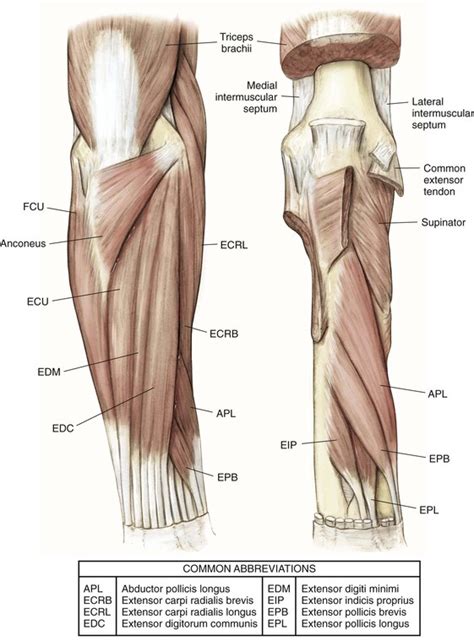 Elbow And Forearm Musculoskeletal Key