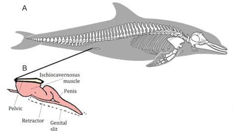 Dolphin Reproductive Anatomy