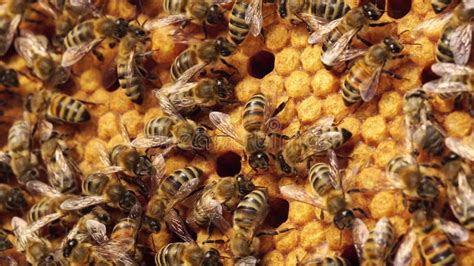 Honey Bee Brood Honeycomb Brood Care The Birth Of A Bee Worker Bee Emerging From Cell Stock