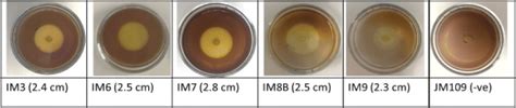 Five Cellulose Producing Isolates Using Carboxymethyl Cellulose Agar