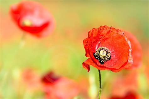 863152 Poppies Closeup Red Rare Gallery Hd Wallpapers