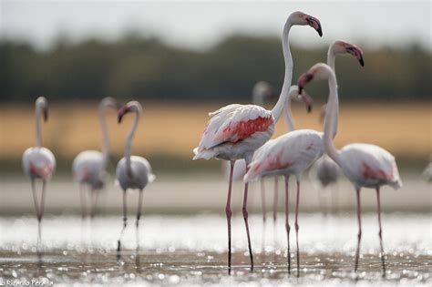 Ricardo Peralta Fotógrafo de Naturaleza Flamenco Común