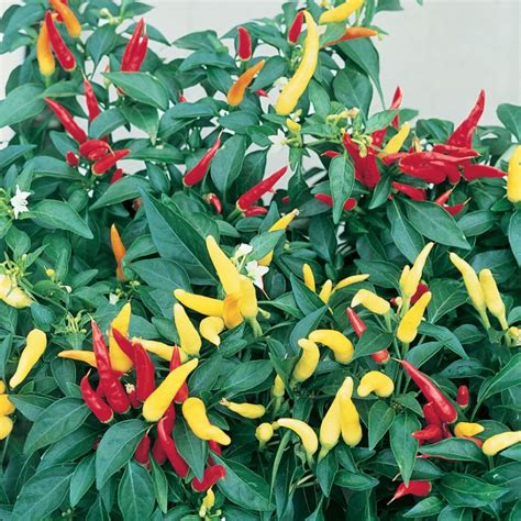 Chilli Pepper Basket Of Fire F Seeds Ubicaciondepersonas Cdmx Gob Mx