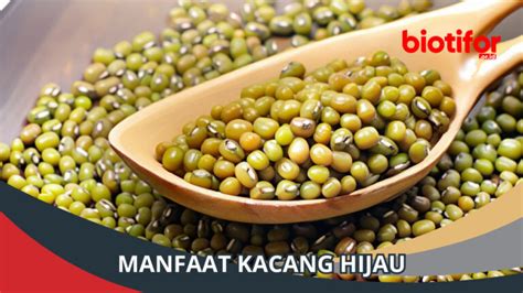 Manfaat Kacang Hijau Menggali Khasiat Sehat Dalam Setiap Biji Biotifor