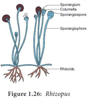 Rhizopus Fungi