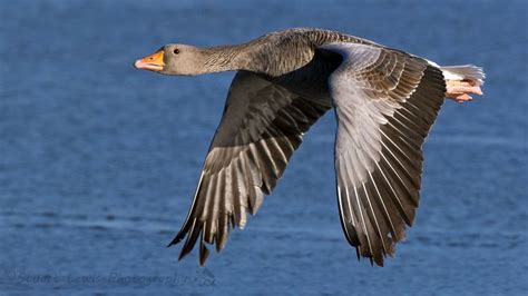 GREYLAG. | Photography photos, Photography, Birds