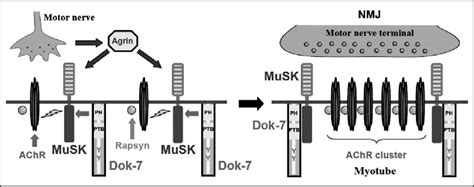 Figure From Dok Musk Signaling And A Congenital Myasthenic Syndrome