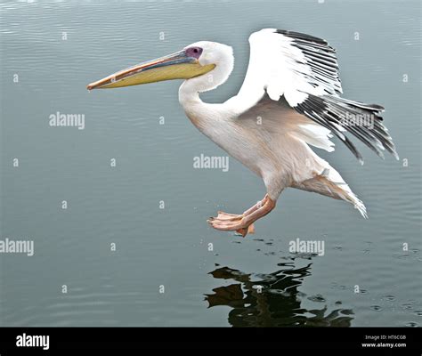 Pelican Landing Hi Res Stock Photography And Images Alamy