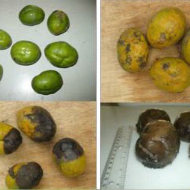 A typical dumb site of Irvingia gabonensis fruit mesocarp left to rot ...