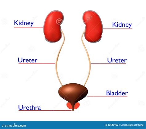 Urine Systeem Stock Illustratie Illustration Of Systeem 40548962