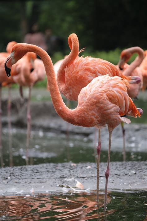 Flamenco Pájaro Rosado Foto gratis en Pixabay Pixabay