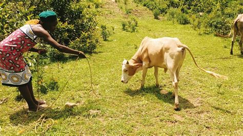 My Typical African Village Daily Routine As A Village Girl African