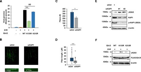 KAP1 Mediated SUMOylation Of EA D Stabilizes Viral DNA Replication