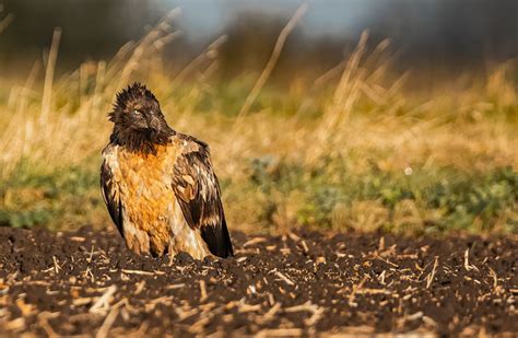 Bearded Vulture In The Uk Speculations Are Over As Genetic Analysis Reveals Origin And Sex