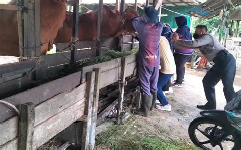 Polsek Rasau Jaya Gerak Cepat Tim Aman Nusa Ii Polres Kubu Raya Polda