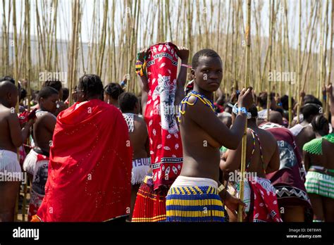 Zulu Maidens Deliver Reed Sticks To The King Zulu Reed Dance At Stock