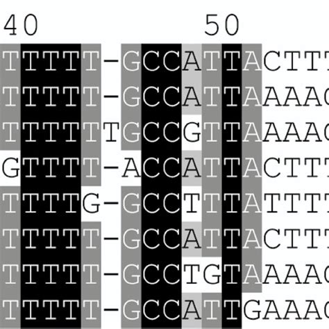 Multiple Sequence Alignment Of Made1 And Hsa Mir 548 Genes The