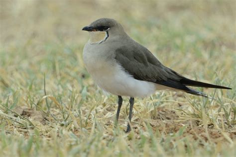 Pratincoles Holmen Birding Safaris