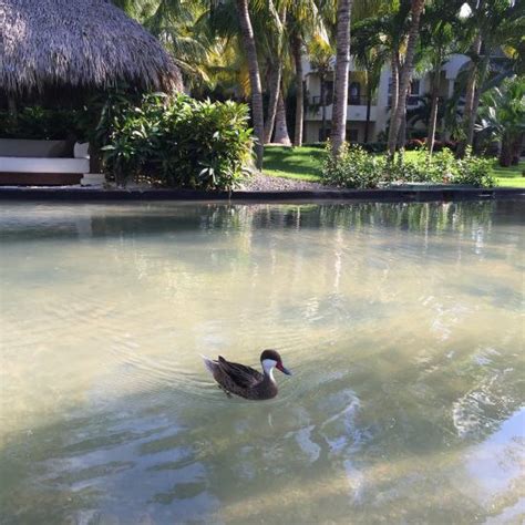 Laguna Bavaro Punta Cana O Que Saber Antes De Ir Sobre O Que As