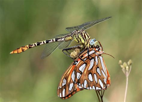 Wings Hunting Dragonflies Ancient Masters Of Aerial Predation