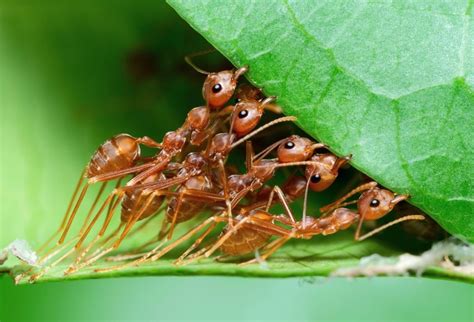 Astuces Pour Se D Barrasser Des Fourmis Dans Le Jardin