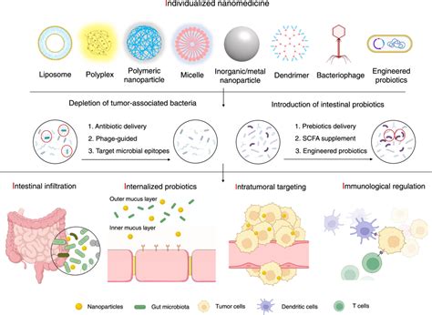 The Challenge And Opportunity Of Gut Microbiota‐targeted Nanomedicine