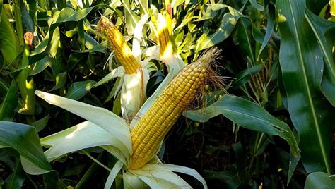 La oficina de Agricultura de EEUU bajó la estimación de producción de