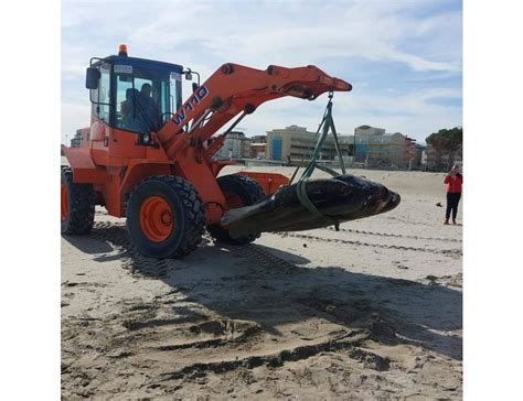 Pesce Luna Di Una Tonnellata Spiaggiato A Cesenatico Espansionetv