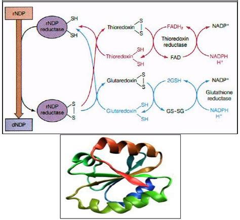 Thioredoxins