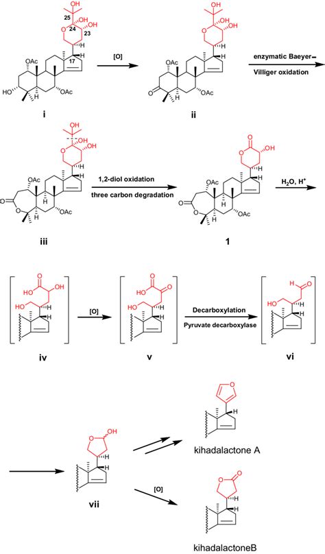 Scheme Plausible Biosynthetic Pathway From Protolimonoids To