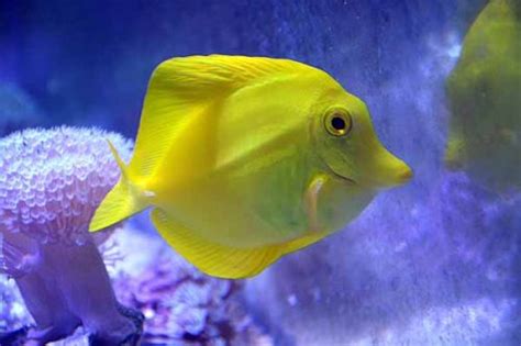 Yellow tang care guide: fish size, facts, photos, tank mates