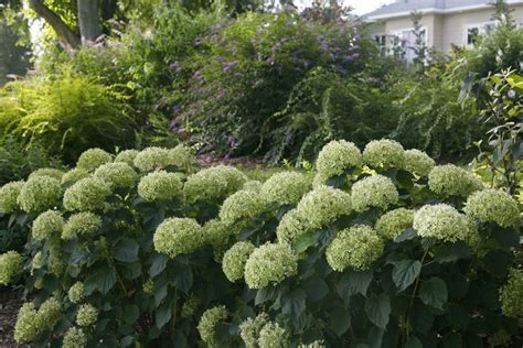 Invincibelle Limetta Smooth Hydrangea Arborescens Smooth Hydrangea