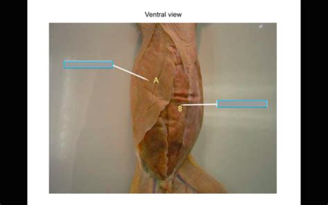 Ventral View Cat Dissection Flashcards Quizlet