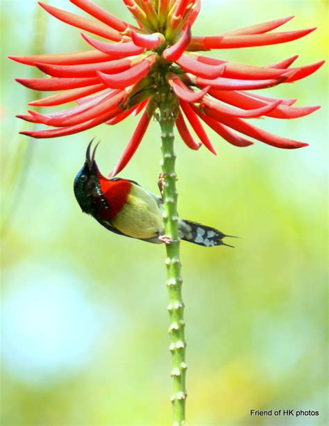 Photographic Wildlife Stories In UK Hong Kong Everyone Loves Coral Trees