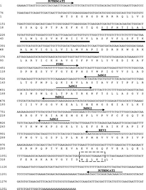 Nucleotide Sequence And Deduced Amino Acid Sequence In Single Letter