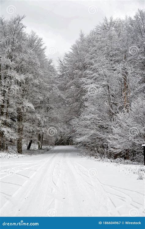 Toma Vertical De Un Camino Nevado En El Bosque Con Rastros Imagen De