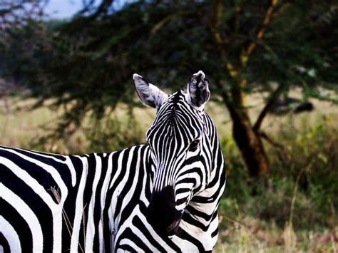 Premium Photo Close Up Of Zebra Standing Against Trees