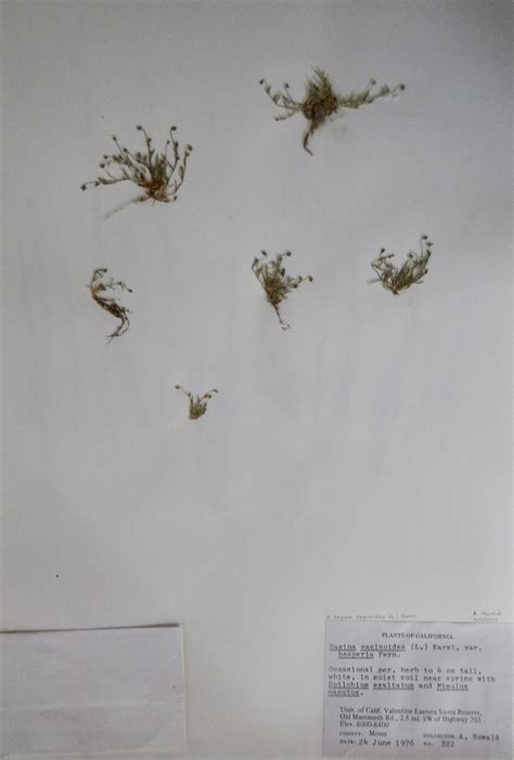 Sagina saginoides - Valentine Reserve