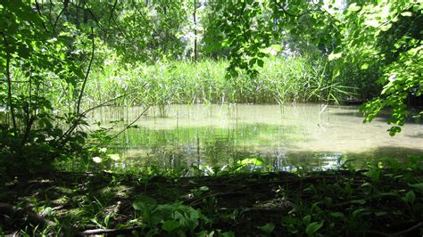 Small Ponds Pond Forest