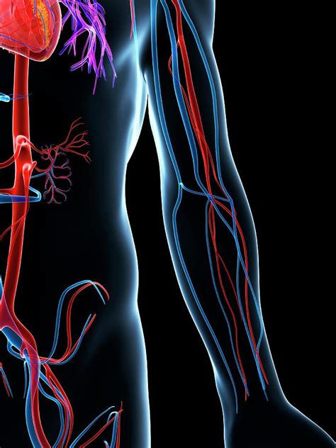 Human Vascular System Photograph By Sebastian Kaulitzki Fine Art America